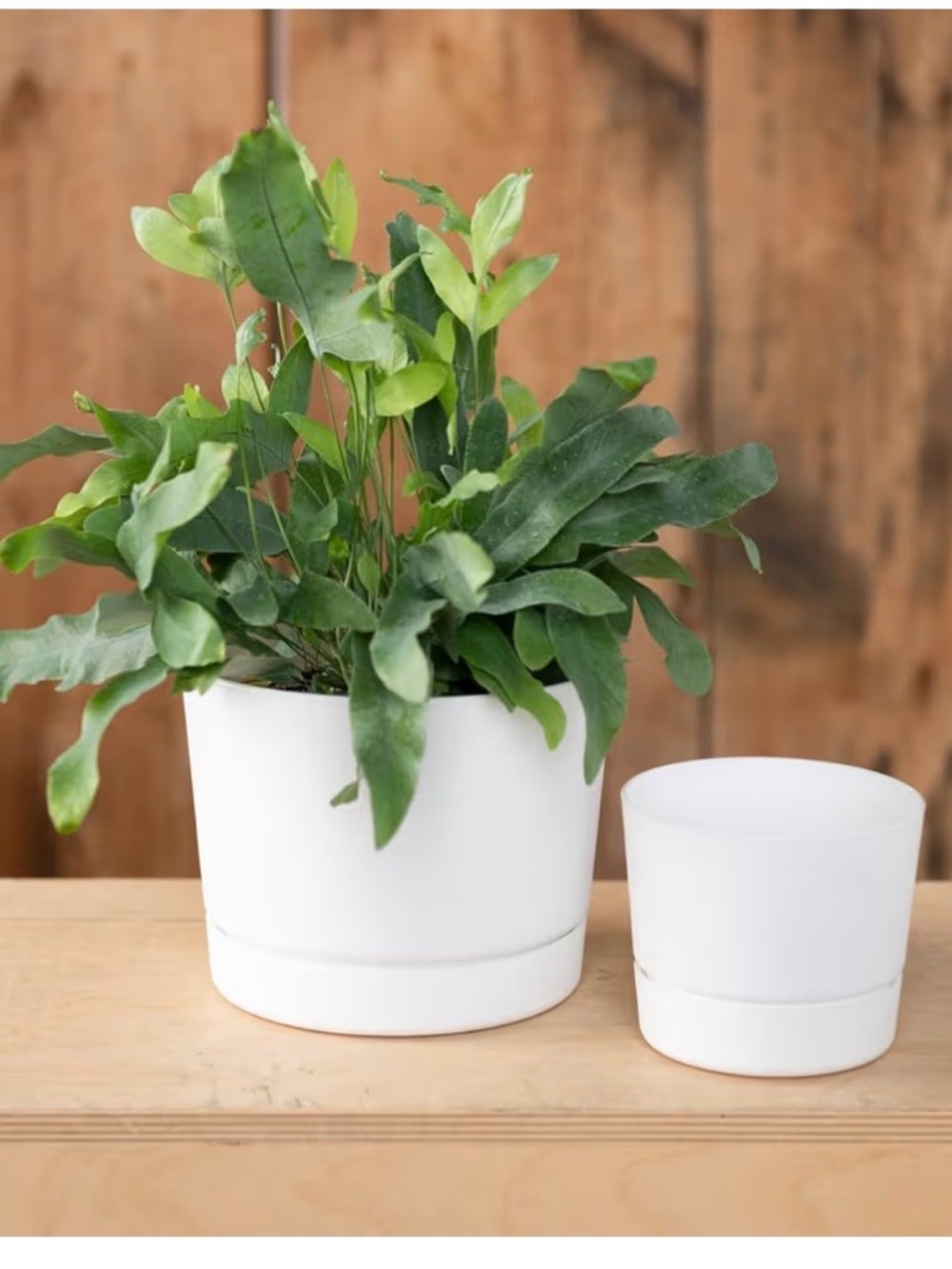 Pair of White 8.5” Majestic Cylinder Pots